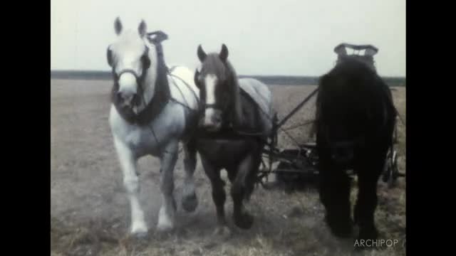 1972-1976, Ski aux Contamines, chevaux Lenain à Bonlier, forêt du Haut Bray, Rieux